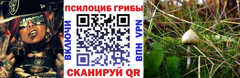 Галлюциногенные грибы Psilocybe  Купить  Котлас 
